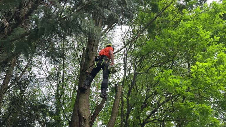 Professional  Tree Services in Clintonville, WI