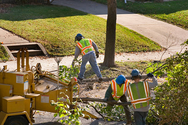 Best Tree Maintenance Programs  in Clintonville, WI