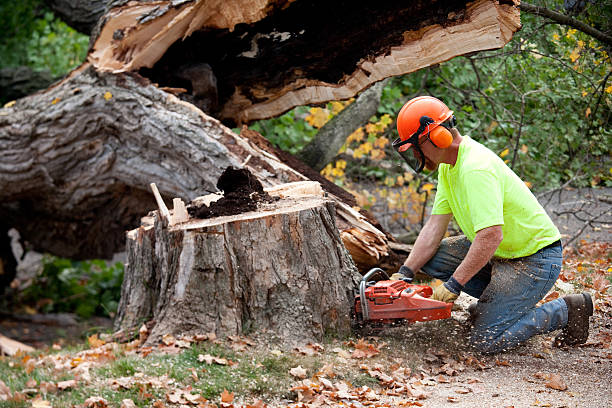 How Our Tree Care Process Works  in  Clintonville, WI