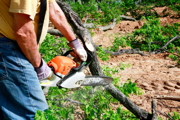 Best Emergency Tree Removal  in Clintonville, WI